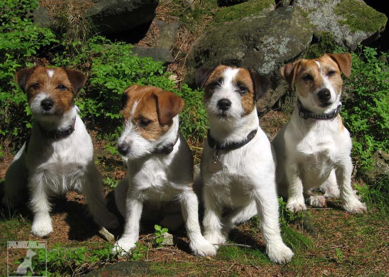 1061-0-jack-russell-terier